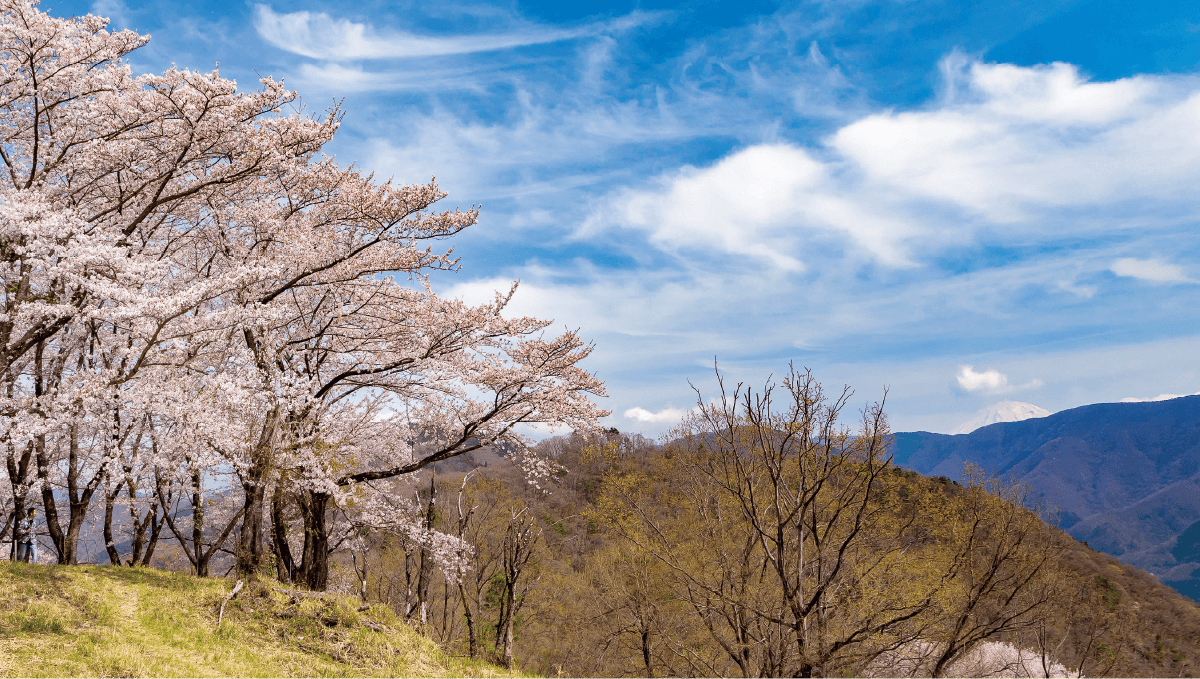 桜峠の写真